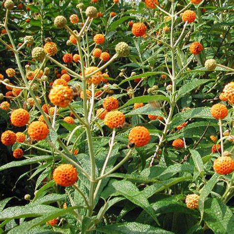 Buddleia globosa (BUDGL)[Overview].